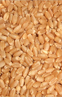 Wheat Market Prices