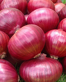 Onion Market Prices